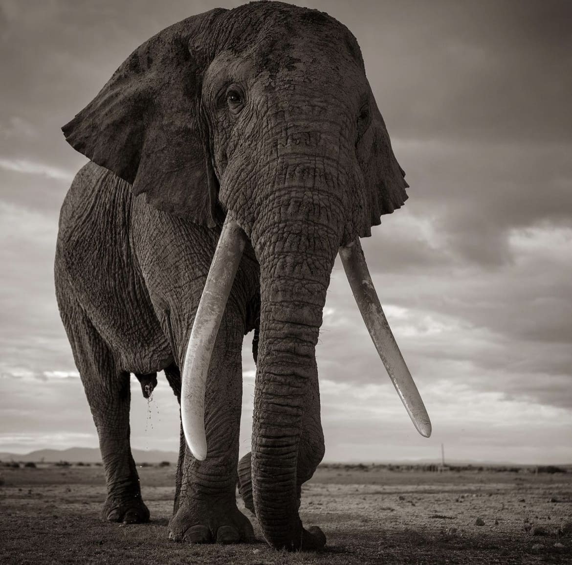 Amboseli Tusker